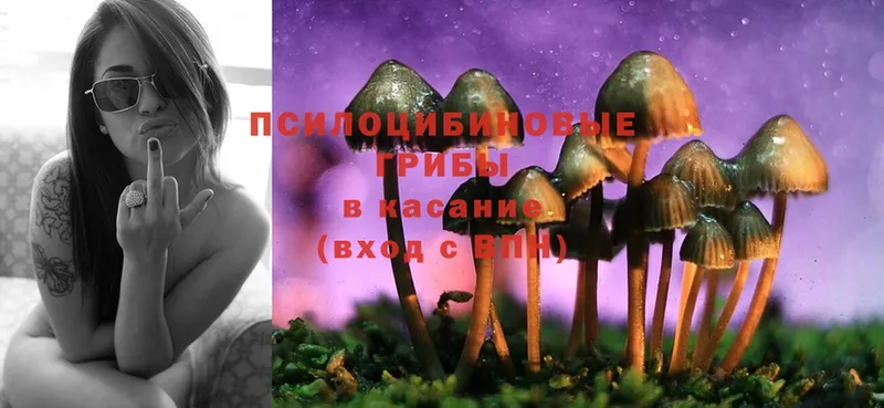 Галлюциногенные грибы Psilocybe  блэк спрут ссылка  Костерёво 